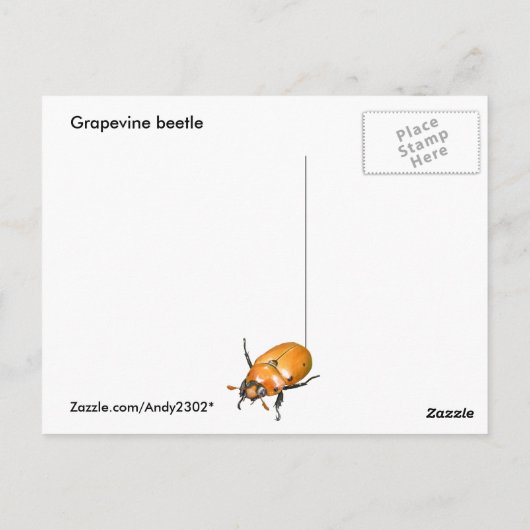 Grapevine Beetle ~ briefkaart (Achterkant)