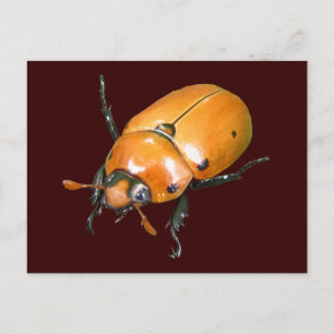 Grapevine Beetle ~ briefkaart