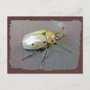 Grapevine Beetle (Pelidnota punctata) reeks Briefkaart