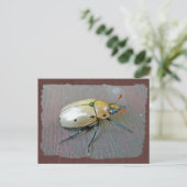 Grapevine Beetle (Pelidnota punctata) reeks Briefkaart (Staand voorkant)