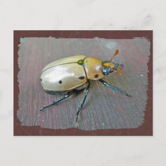 Grapevine Beetle (Pelidnota punctata) reeks Briefkaart (Voorkant)