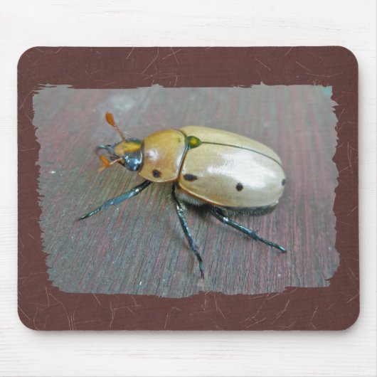 Grapevine Beetle (Pelidnota punctata) reeks Muismat (Voorkant)