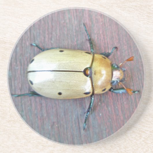Grapevine Beetle (Pelidnota punctata) Zandsteen Onderzetter (Voorkant)