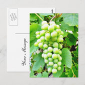 Grapevine Briefkaart (Voorkant / Achterkant)
