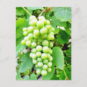 Grapevine Briefkaart