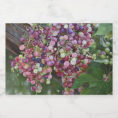 Grapevine Glory - hyperrealistische wijngaard kuns Sparkling Wijnetiket (Enkel label)