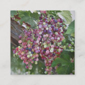 Grapevine Glory - hyperrealistische wijngaard voor Informatiekaartje (Voorkant)