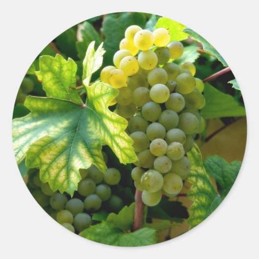 Grapevine Ronde Sticker (Voorkant)