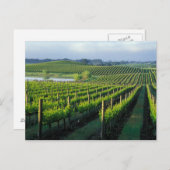 Grapevines in nette rijen in Napa van Californië Briefkaart (Voorkant / Achterkant)