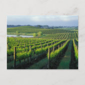 Grapevines in nette rijen in Napa van Californië Briefkaart (Voorkant)