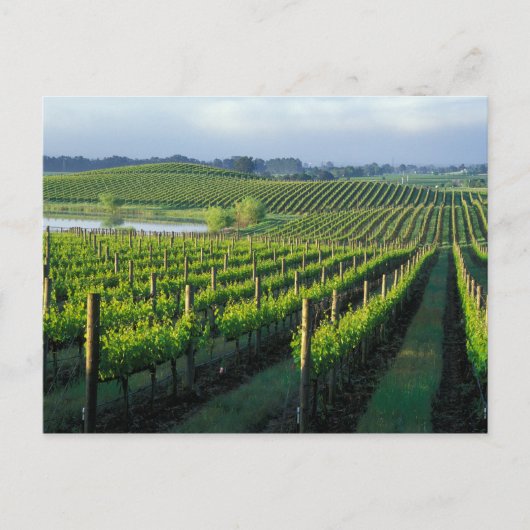Grapevines in nette rijen in Napa van Californië Briefkaart (Voorkant)