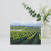 Grapevines in nette rijen in Napa van Californië Briefkaart (Staand voorkant)