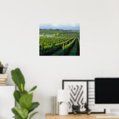 Grapevines in nette rijen in Napa van Californië Poster (Thuiskantoor)