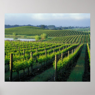 Grapevines in nette rijen in Napa van Californië Poster