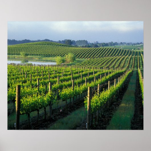 Grapevines in nette rijen in Napa van Californië Poster (Voorkant)