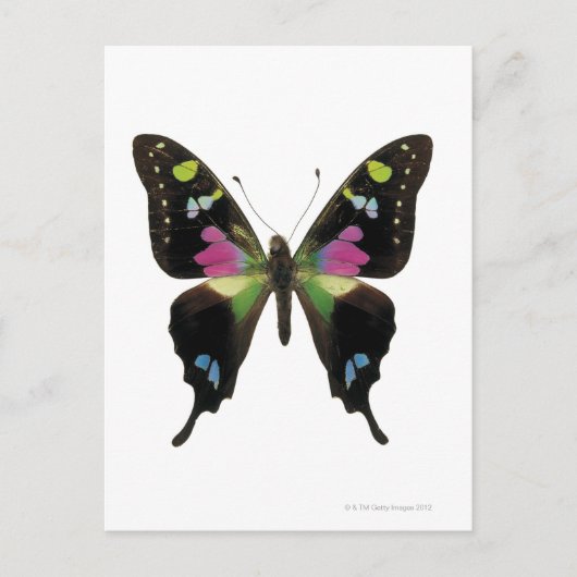 Graphium butterfly briefkaart (Voorkant)