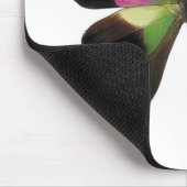 Graphium butterfly muismat (Hoek)