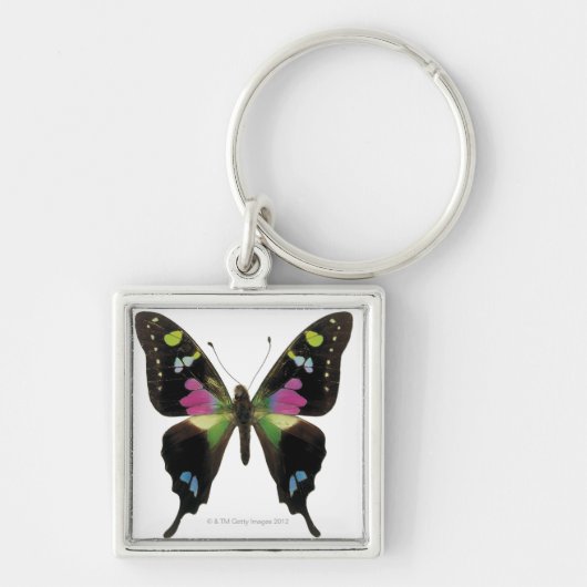 Graphium butterfly sleutelhanger (Voorkant)