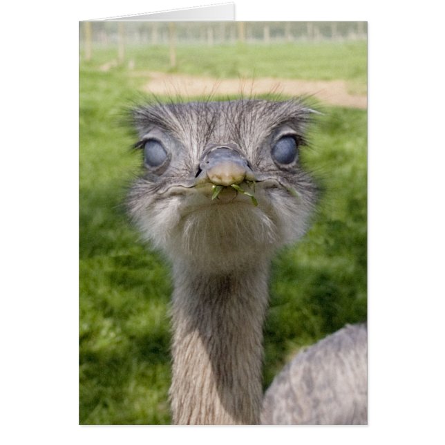 Grapjige vogel (Voorkant)