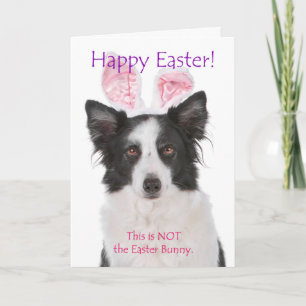 Grappaamde Pasen kaart voor Border Collie