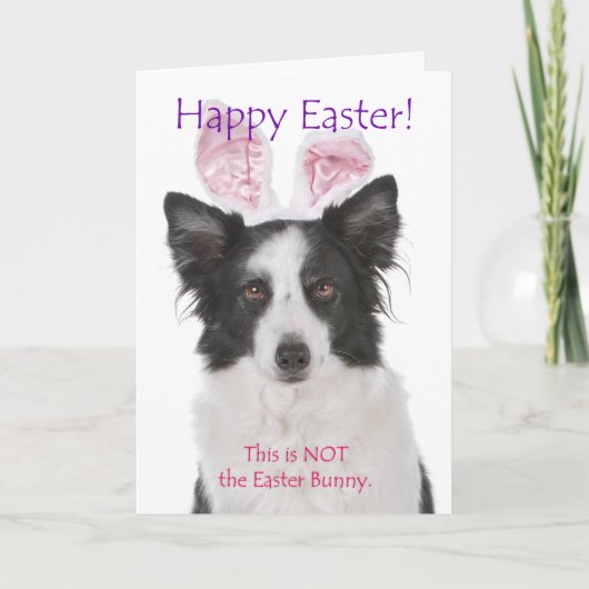 Grappaamde Pasen kaart voor Border Collie (Voorkant)