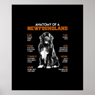 Grappig anatomie van een neushoorn poster