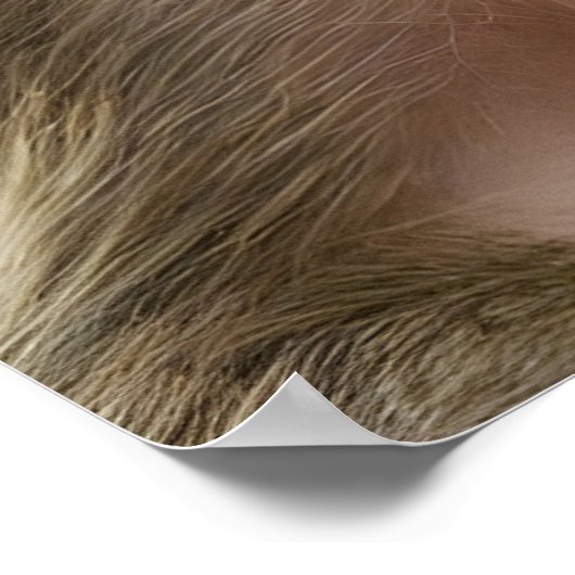 Grappig apenportret poster (Hoek)