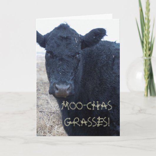 Grappig Bedankt Schattigee Black Cattle Koe (Voorkant)