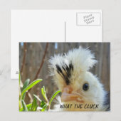 Grappig briefkaart (Voorkant / Achterkant)