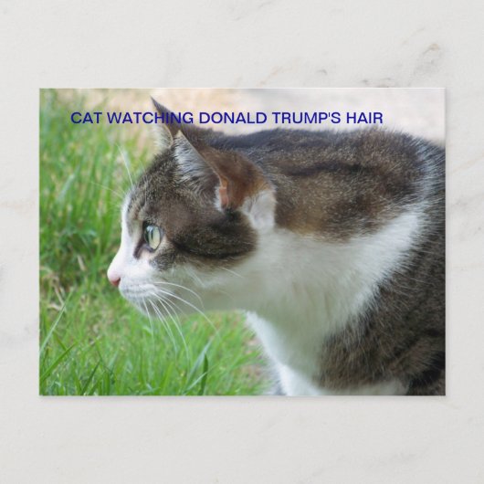 Grappig Briefkaart: Cat Watching Donald Trump's Ha Briefkaart (Voorkant)