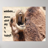 Grappig Camel "hump day" Raad eens welke dag het i Poster (Voorkant)