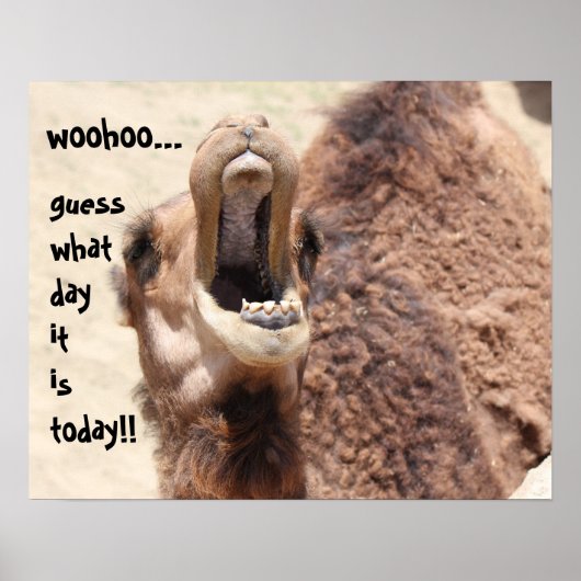 Grappig Camel "hump day" Raad eens welke dag het i Poster (Voorkant)