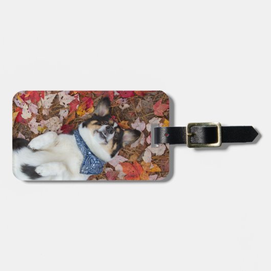 Grappig, Cute, Corgi Kijk Bagagelabel (Voorkant horizontaal)
