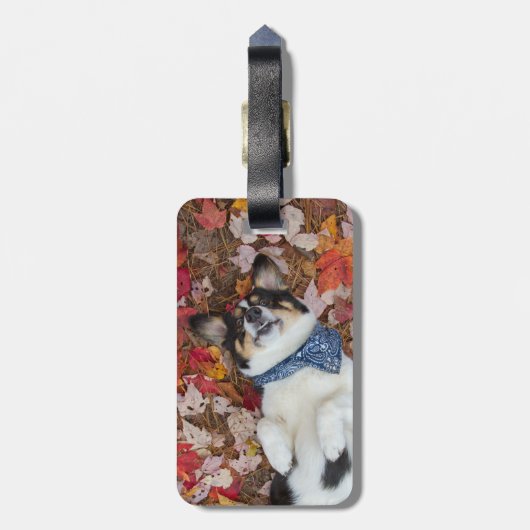 Grappig, Cute, Corgi Kijk Bagagelabel (Achterkant verticaal)