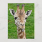 Grappig dat Giraffe Tongue eruit trekt. Briefkaart (Voorkant)
