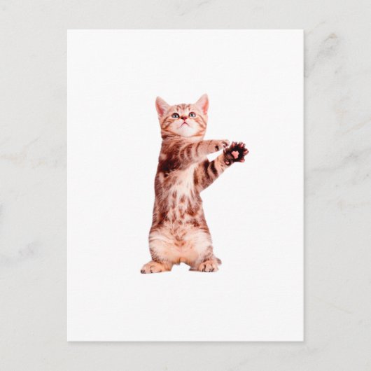 Grappig dat je speelse kitten hebt briefkaart (Voorkant)
