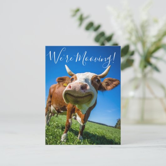 Grappig dat we de Koe van de aankondiging van de a (Staand voorkant)