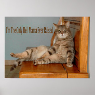 Grappig dierenketsen met humoristische foto's poster