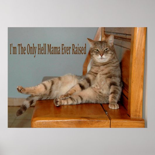 Grappig dierenketsen met humoristische foto's poster (Voorkant)