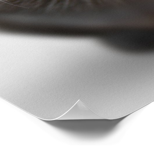 Grappig dierenketsen met humoristische foto's poster (Hoek)