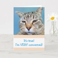 Grappig ernstig bezorgd kat komt goed