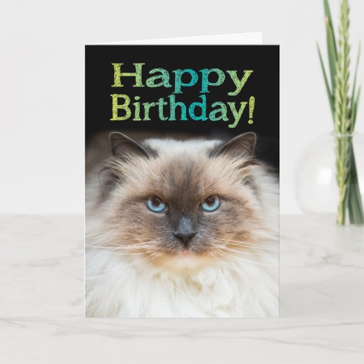 Grappig Fiesty Cat Happy Birthday Je zit in mijn s Kaart (Voorkant)