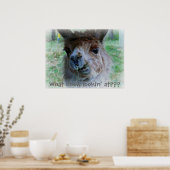 Grappig foto van een lama op een poster (Keuken)