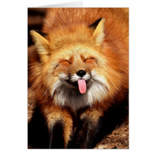 Grappig Fox die het aantikt is Tongue