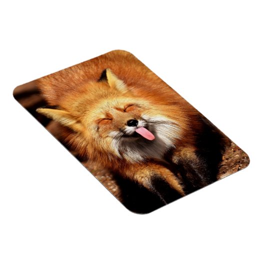 Grappig Fox die het aantikt is Tongue Magneet (Rechterzijde)