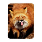 Grappig Fox die het aantikt is Tongue Magneet (Verticaal)