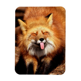 Grappig Fox die het aantikt is Tongue Magneet