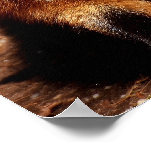 Grappig Fox die het aantikt is Tongue Poster (Hoek)