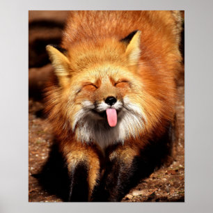 Grappig Fox die het aantikt is Tongue Poster