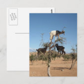 Grappig geit in een boom briefkaart (Voorkant / Achterkant)